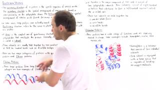 Quaternary Structure of Proteins [upl. by Greenwood]