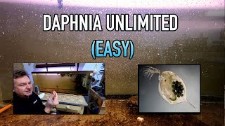 How I Raise Daphnia Water Fleas And You Can Too [upl. by Tnarg]