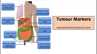 Pathways for Using Biomarkers in Drug Development [upl. by Notlil958]