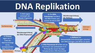 DNA Replikation  Verdopplung der DNA Biologie Oberstufe [upl. by Graubert]