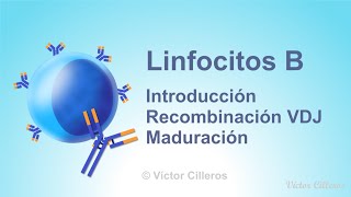 Linfocitos B Introducción Recombinación VDJ y Maduración [upl. by Chem]