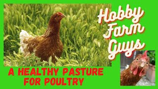 Planting A Healthy Pasture For Chickens amp Other Poultry [upl. by Ellebasi513]