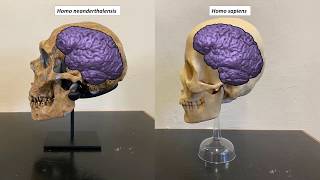 Neanderthals versus anatomically modern humans [upl. by Ttnerb]