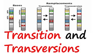 Transition and transversions [upl. by Ferro]