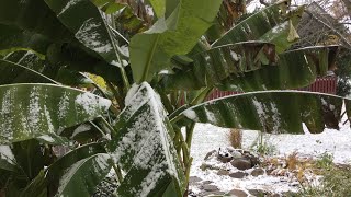 How to Overwinter Banana Plants in the FRIGID NORTH  The Barefooted Gardener [upl. by Vernon]