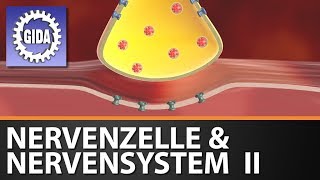 Trailer  Nervenzelle amp Nervensystem II  Biologie  Schulfilm [upl. by Sonia207]