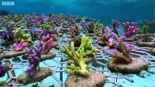 Coral Gardening  South Pacific  BBC Earth [upl. by Esorlatsyrc]