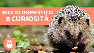 Riccio domestico 8 CURIOSITÀ che non tutti conoscono [upl. by Gio]