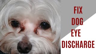 How to fix dog eye discharge [upl. by Besse]