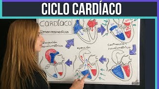 CICLO CARDÍACO ¡fácil explicación  Mentes Médicas [upl. by Akibma581]