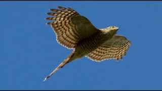 Sparrowhawk Bird Call Bird Song [upl. by Hedwig]