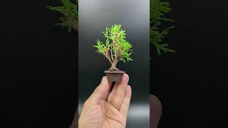 【豆盆栽】Platycladus orientalis  コノテガシワ 2023年9月13日 bonsai 盆栽 mamebonsai bonsaipot [upl. by Yrreiht540]