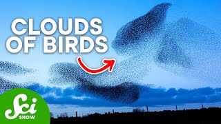 The Mysterious Black Clouds of Birds Murmurations Explained [upl. by Kliment765]