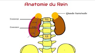 Anatomie du Rein [upl. by Harelda]