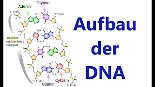 DNADNS Desoxyribonukleinsäure  Aufbau und Struktur Biologie Genetik [upl. by Zelma941]