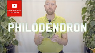 All you need to know about Philodendron scandens hederaceum Heart Leaf [upl. by Oynotna]