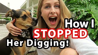 STOP Your DOG DIGGING in the Yard GUARANTEED [upl. by Docilu]