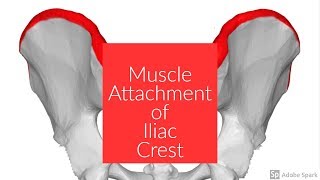 Muscle Attachment of Iliac Crest [upl. by Onibla218]