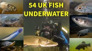 Every UK Freshwater Fish Filmed Underwater [upl. by Airtap179]