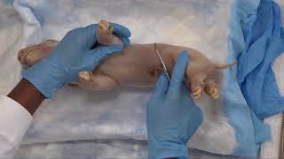 Pig Dissection Webinar Carolina Biological [upl. by Nifled]