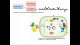 Catabolic and Anabolic Pathways [upl. by Lyrad]