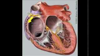 Arrhythmia overview  Types  Diagnosis and treatment [upl. by Furlong]