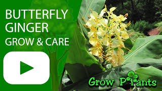 Butterfly ginger  grow amp care Hedychium [upl. by Sakiv731]