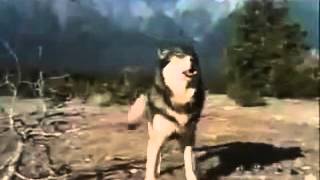 Wolf saves man from bear attack [upl. by Sells284]