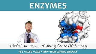 Enzymes  GCSE Biology 91 [upl. by Assenab]