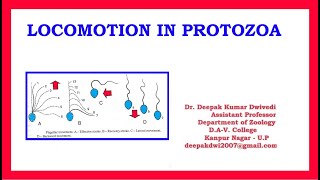 Locomotion in Protozoa [upl. by Anel]