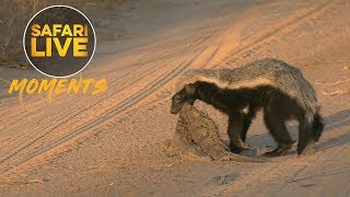 Honey Badger Eats Crocodile [upl. by Tiertza]