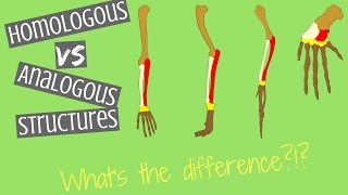 Homologous Structures vs Analogous Structures  Key Differences [upl. by Alidia]