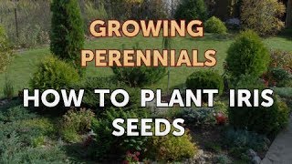 How to Plant Iris Seeds [upl. by Anastice493]