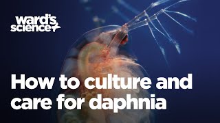 Caring and Culturing for Daphnia [upl. by Lebna]