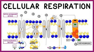 Cellular Respiration Glycolysis Krebs Cycle amp the Electron Transport Chain [upl. by Comras]