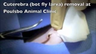 Cuterebra bot fly removal Poulsbo Animal Clinic [upl. by Htrag799]