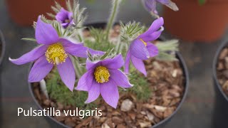 Pulsatilla vulgaris [upl. by Leandra]