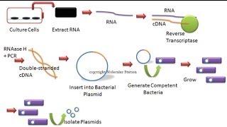 cDNA library [upl. by Alia]