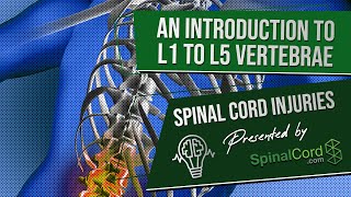 Spinal Cord Injuries L1 L2 L3 L4 amp L5 Vertebrae Explained Symptoms Recovery Causes Prognosis [upl. by Mulderig51]