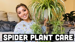 HOW TO PROPAGATE SPIDER PLANTS  SPIDER PLANT CARE [upl. by Mcculloch]