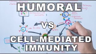 Humoral and Cell Mediated Immunity [upl. by Aneelas]