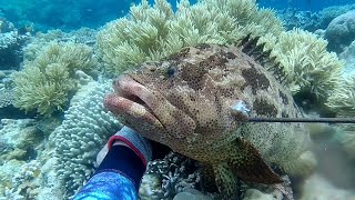 memanah ikan kerapuboronang di spot pelabuhan veri pulau tomiawakatobi [upl. by Aneras]