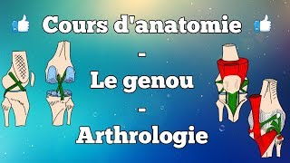 Anatomie du membre inférieur  Le genou [upl. by Agripina]