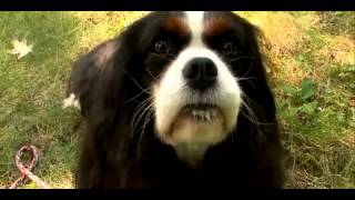 Dogs 101  Cavalier King Charles Spaniel [upl. by Eidnew]