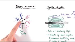 A2 Biology  Neurones OCR A Chapter 132 [upl. by Arriek8]