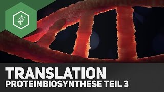 Die Translation  Proteinbiosynthese Teil 3 [upl. by Kacy]