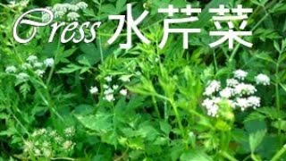 水芹菜料理 Oenanthe javanica [upl. by Langsdon]