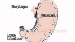 What Causes Your Stomach to Growl [upl. by Ketchum]