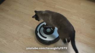 Cat shows HOW TO use iRobot Roomba Vacuum [upl. by Anesuza]