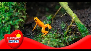 What are Reptiles  More Grades 25 Science on the Learning Videos Channel [upl. by Iddo]